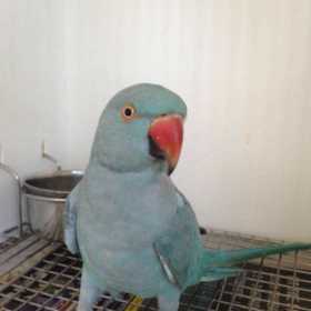 Found Indian Ringneck Parakeet