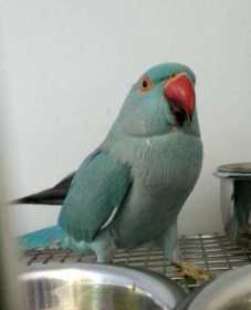 Found Indian Ringneck Parakeet