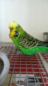 Found Budgerigar