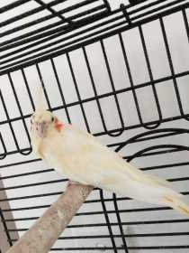 Found Cockatiel