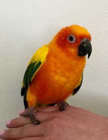 Found Bird / Parrot