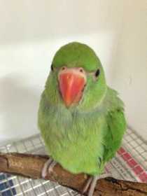 Found Indian Ringneck Parakeet