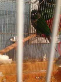 Found Conure