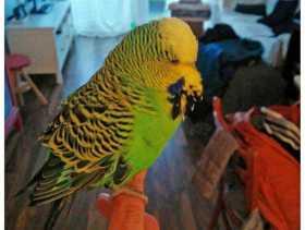 Found Budgerigar