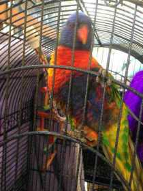 Found Lory / Lorikeet