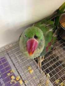 Found Alexandrine