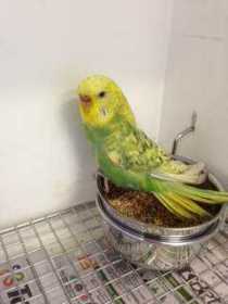 Found Budgerigar