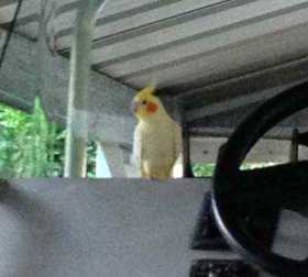 Found Cockatiel