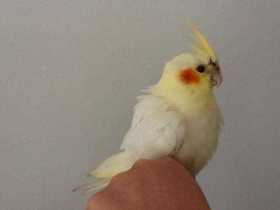 Found Cockatiel