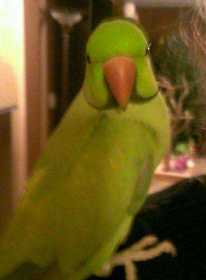 Found Indian Ringneck Parakeet