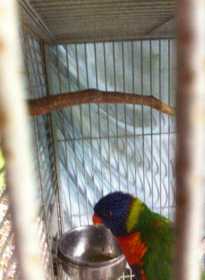 Found Lory / Lorikeet