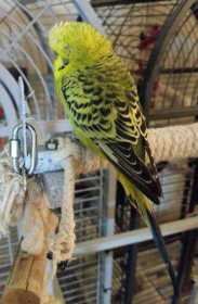 Found Budgerigar