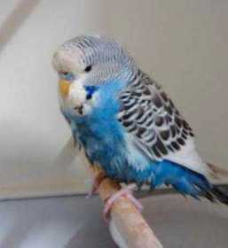 Found Budgerigar