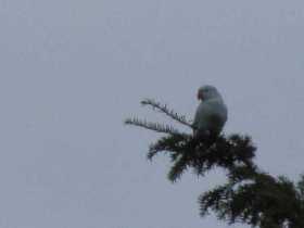 Found Bird / Parrot