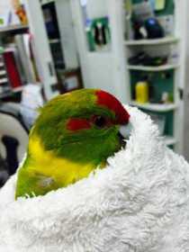 Found Kakariki