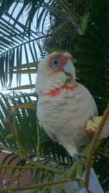 Found Corella Cockatoo