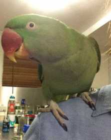 Found Alexandrine
