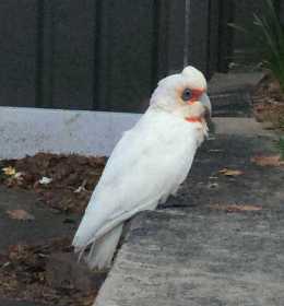 Found Corella Cockatoo