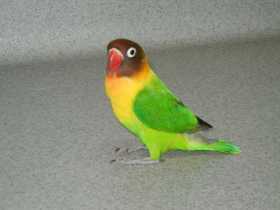 Found Lovebird