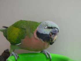 Found Mustached / Moustached Parakeet