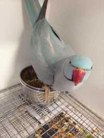 Found Indian Ringneck Parakeet