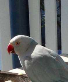 Found Indian Ringneck Parakeet