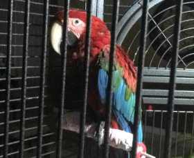 Found Macaw