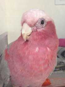 Found Galah Cockatoo