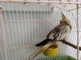 Found Cockatiel