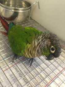 Found Conure