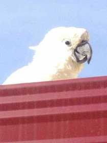 Found Cockatoo