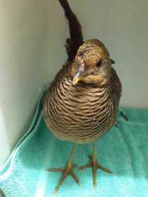 Found Pheasant