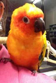 Found Conure