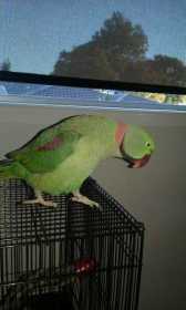 Found Alexandrine