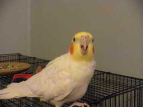 Found Cockatiel