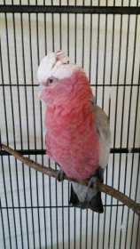 Found Galah Cockatoo