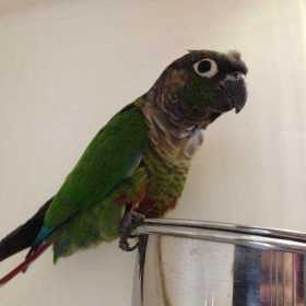 Found Conure