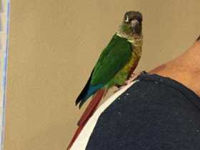 Found Conure