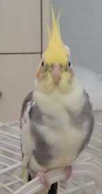 Found Cockatiel