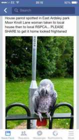 Found African Grey