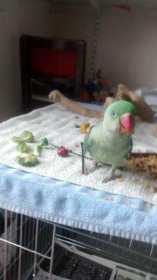 Found Alexandrine