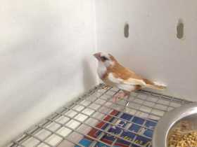 Found Finch