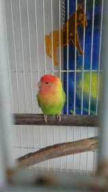 Found Lovebird