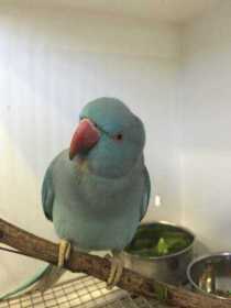 Found Indian Ringneck Parakeet