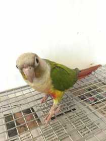 Found Conure