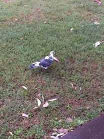 Found Pigeon