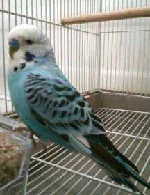 Found Budgerigar