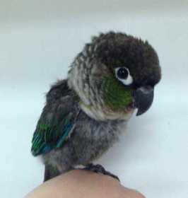 Found Conure