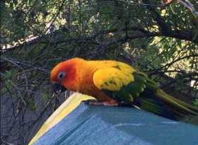 Found Conure