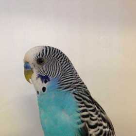 Found Budgerigar